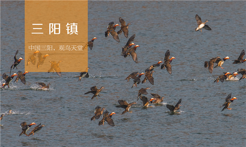 中国三阳，观鸟天堂 ——三阳镇
